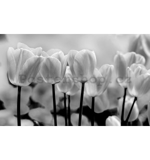 Fototapeta vliesová: Bílé a Černé Tulipány - 184x254 cm