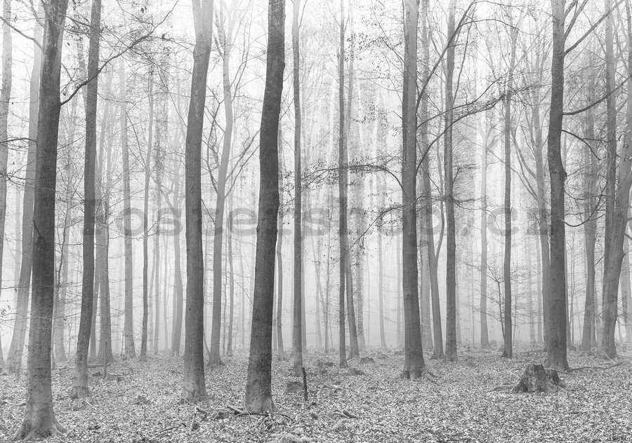 Fototapeta vliesová: Mlha v lese (2) - 254x368 cm