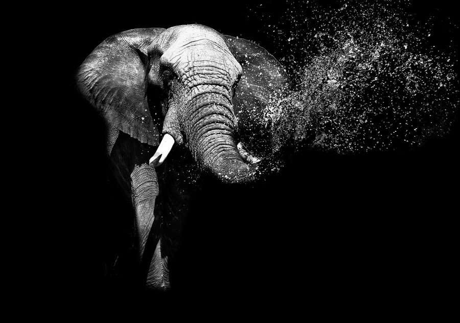 Fototapeta vliesová: Černobílý slon - 184x254 cm