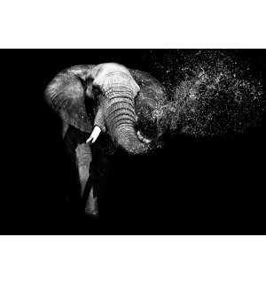 Fototapeta vliesová: Černobílý slon - 184x254 cm