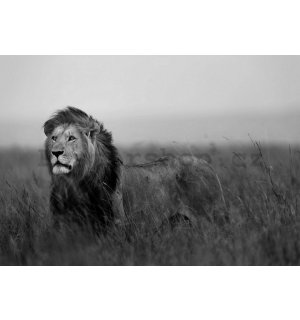 Fototapeta vliesová: Lev (černobílý) - 254x368 cm