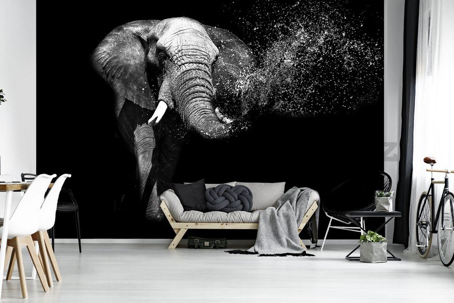 Fototapeta vliesová: Černobílý slon - 254x368 cm