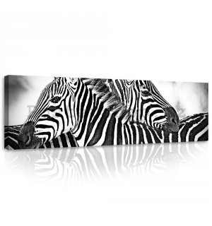 Obraz na plátně: Zebra (1) - 145x45 cm