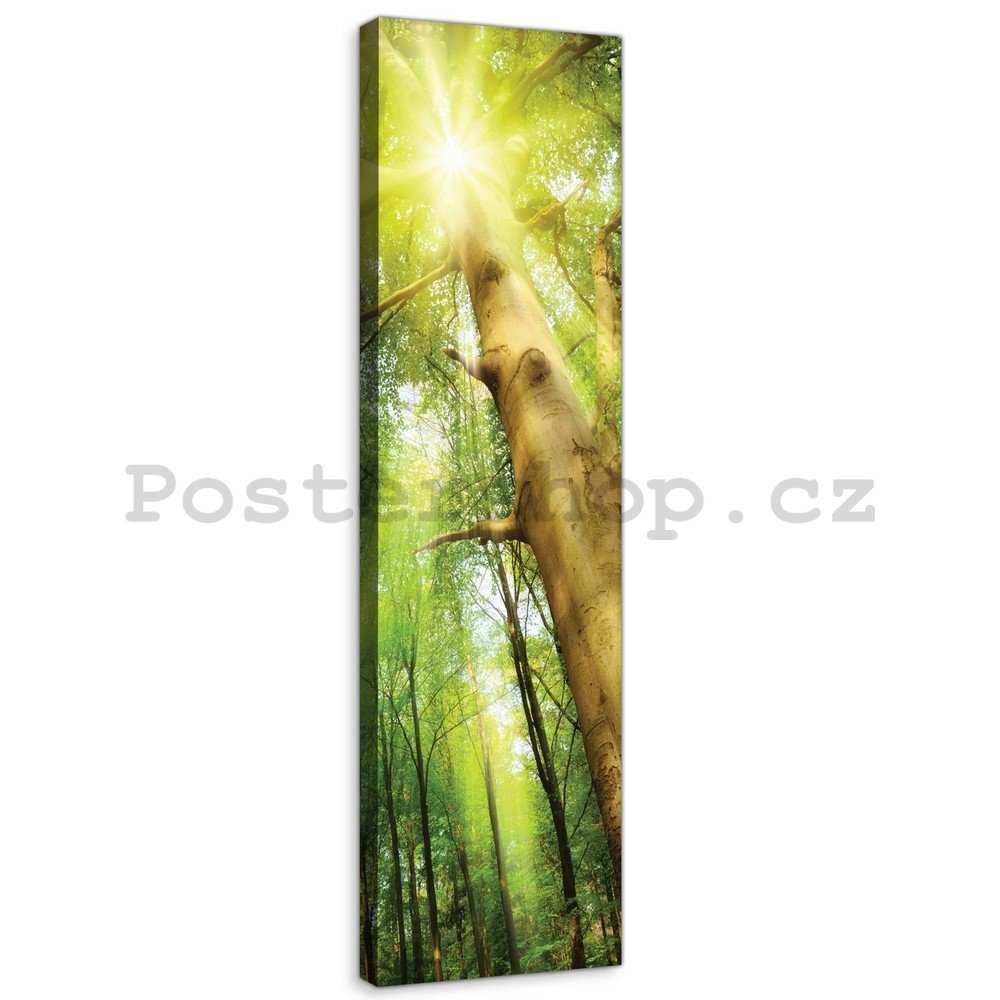 Obraz na plátně: Slunce v lese (1) - 145x45 cm