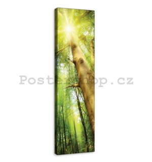 Obraz na plátně: Slunce v lese (1) - 145x45 cm