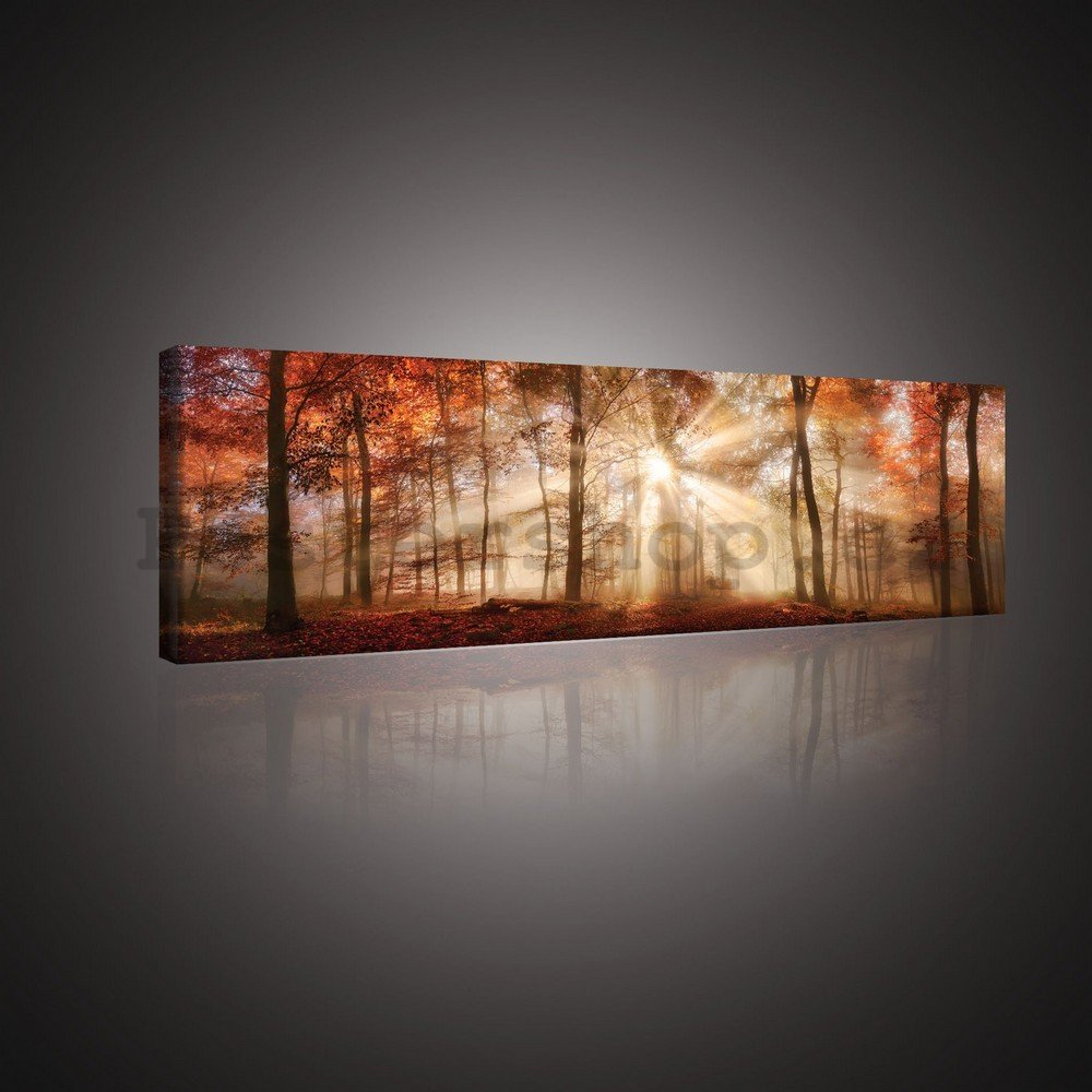 Obraz na plátně: Lesní rozbřesk - 145x45 cm