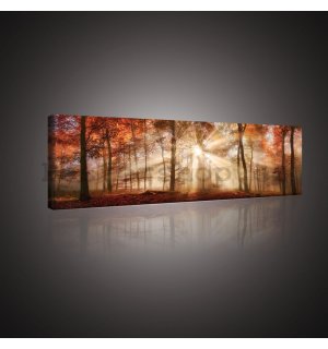 Obraz na plátně: Lesní rozbřesk - 145x45 cm