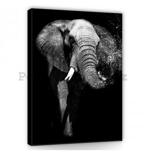 Obraz na plátně: Černobílý slon - 100x75 cm