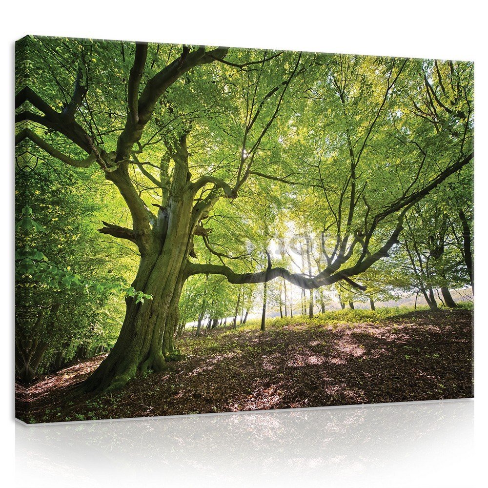 Obraz na plátně: Slunce v lese (5) - 75x100 cm