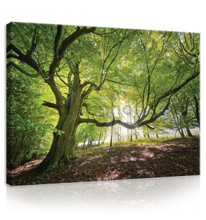 Obraz na plátně: Slunce v lese (5) - 75x100 cm