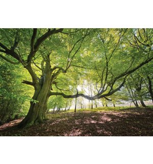 Fototapeta vliesová: Slunce v lese (5) - 184x254 cm
