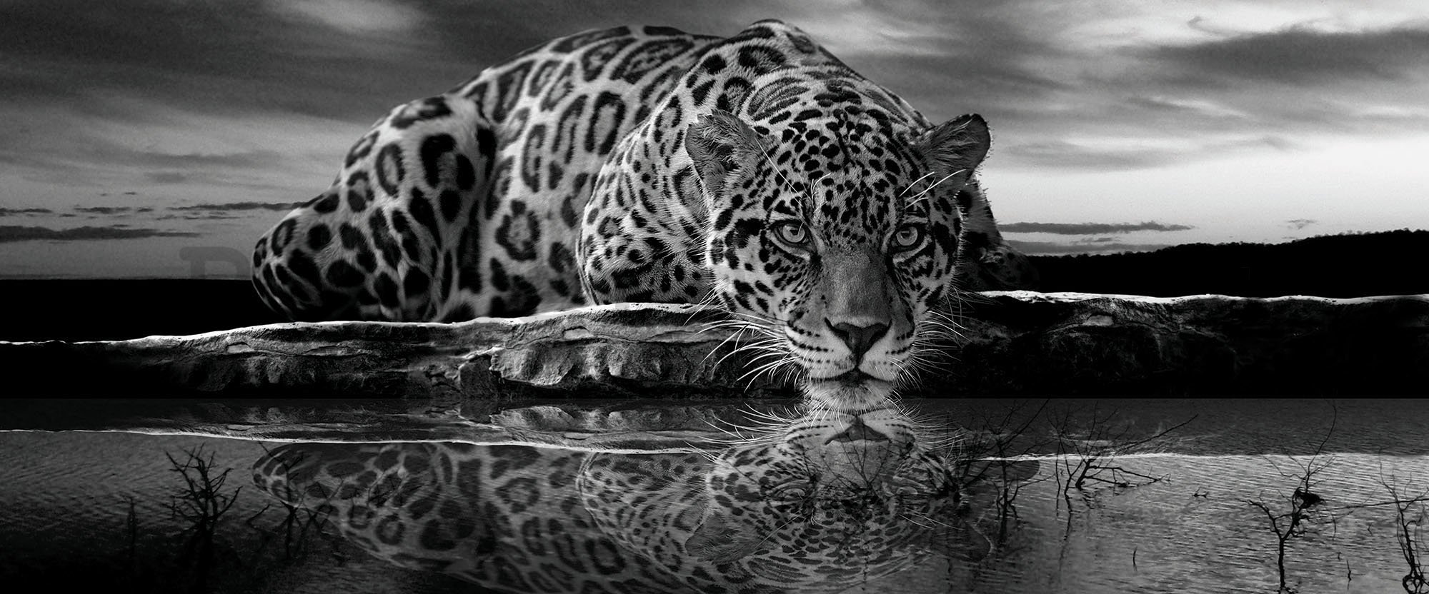 Fototapeta: Jaguar (černobílý) - 104x250 cm