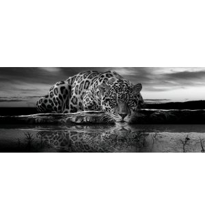 Fototapeta: Jaguar (černobílý) - 104x250 cm