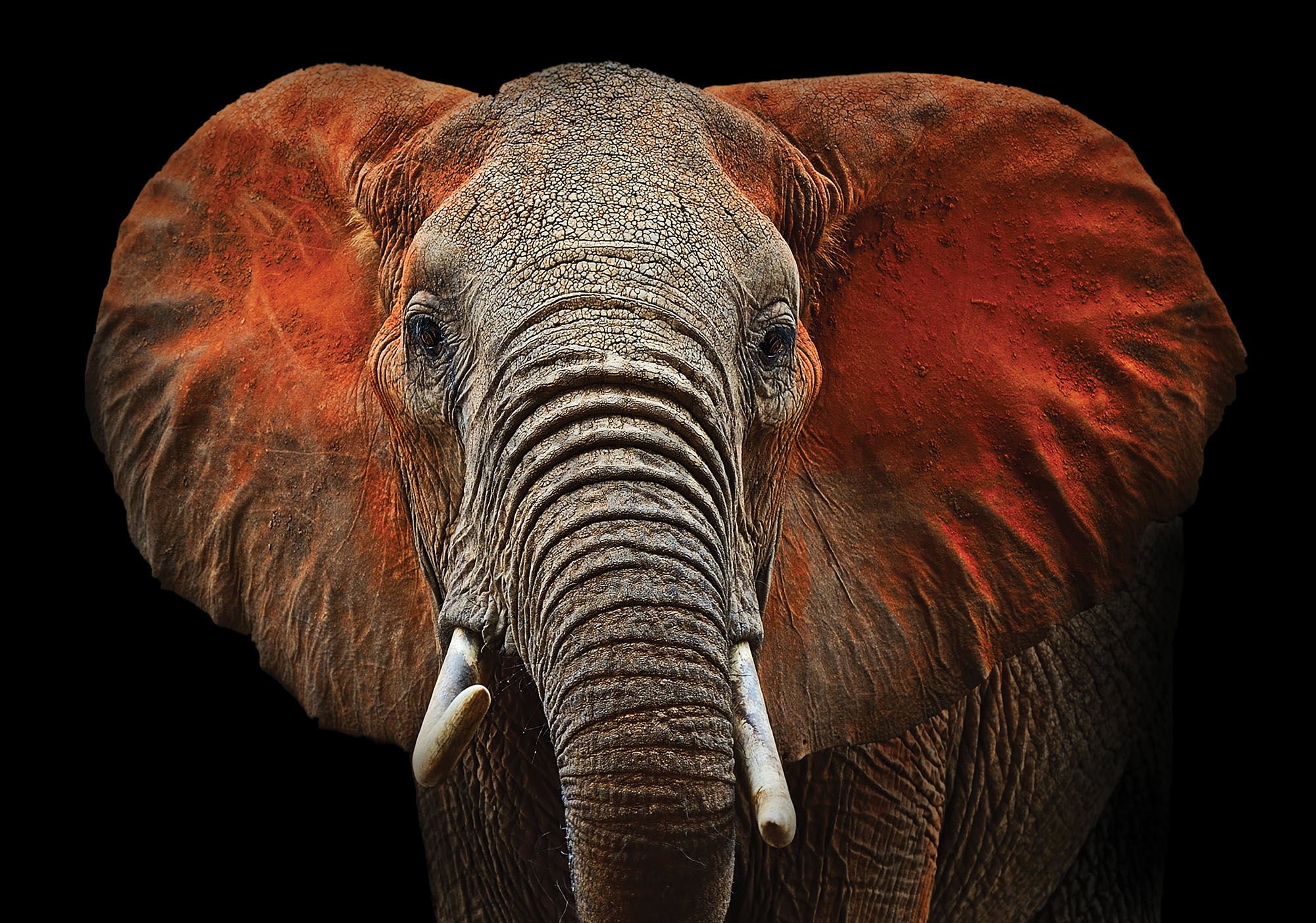 Fototapeta vliesová: Slon (detail) - 184x254 cm