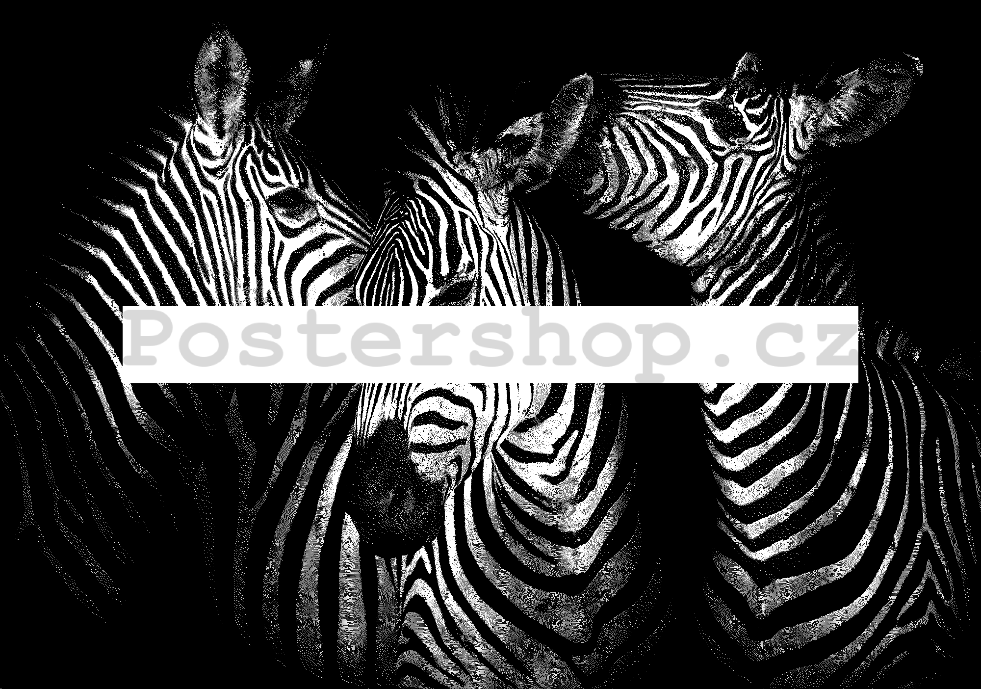 Fototapeta vliesová: Zebry (4) - 184x254 cm