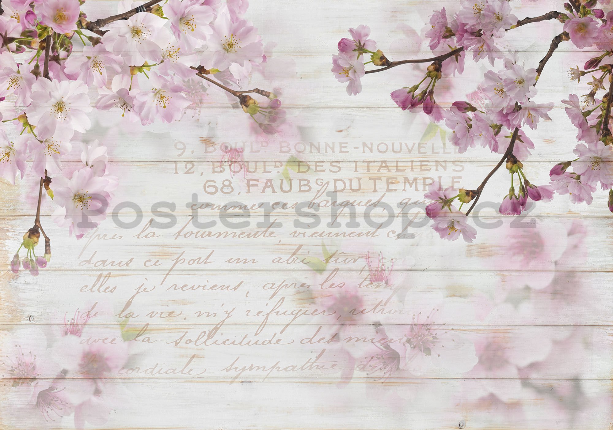 Fototapeta vliesová: Třešňové květy (1) - 184x254 cm