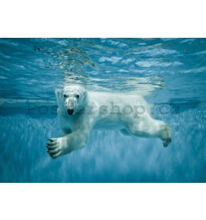 Fototapeta vliesová: Lední medvěd (1) - 254x368 cm