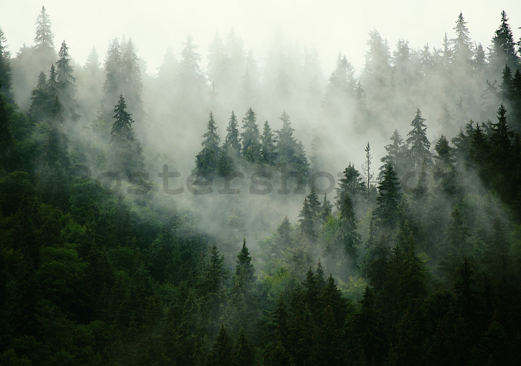 Fototapeta vliesová: Mlha nad lesem (1) - 254x368 cm
