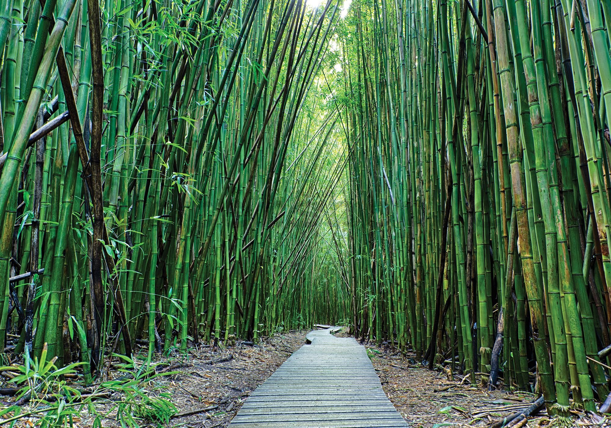Fototapeta vliesová: Les bambusu (2) - 184x254 cm