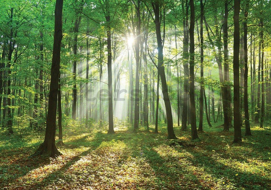 Fototapeta vliesová: Slunce v lese (3) - 184x254 cm