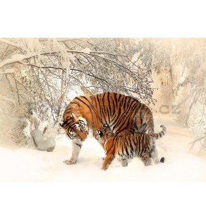 Fototapeta vliesová: Tygři (1) - 254x368 cm