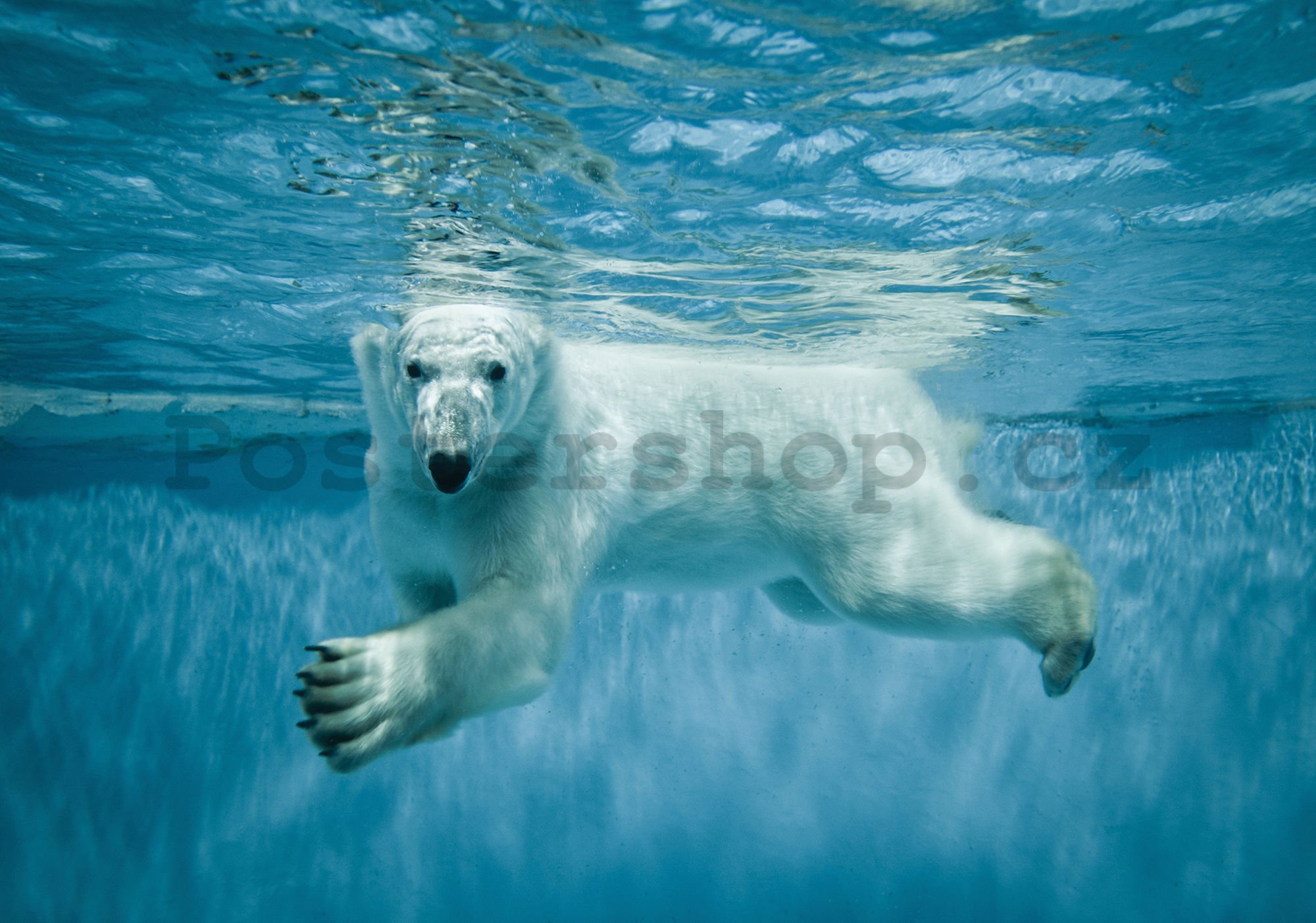 Fototapeta vliesová: Lední medvěd (1) - 104x152,5 cm