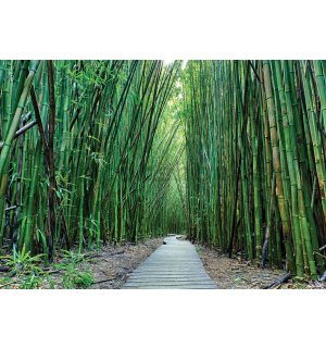 Fototapeta: Les bambusu (2) - 254x368 cm