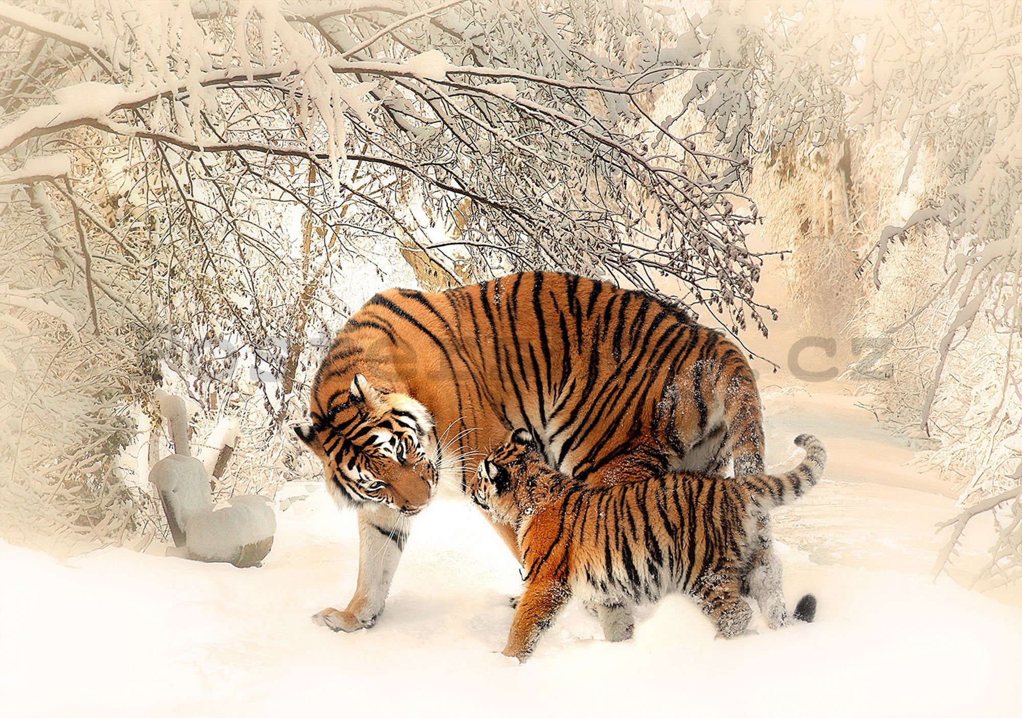 Fototapeta vliesová: Tygři (1) - 184x254 cm