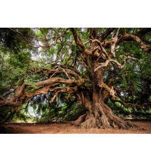 Fototapeta vliesová: Strom (1) - 184x254 cm