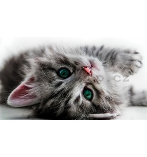 Fototapeta vliesová: Kočka - 416x254 cm