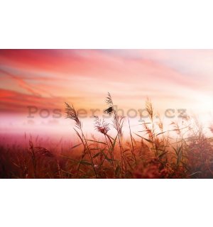 Fototapeta vliesová: Louka (západ slunce) - 416x254 cm