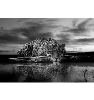 Fototapeta vliesová: Jaguar (černobílý) - 416x254 cm