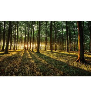Fototapeta vliesová: Západ slunce v lese - 416x254 cm