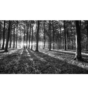 Fototapeta vliesová: Černobílý les (1) - 416x254 cm
