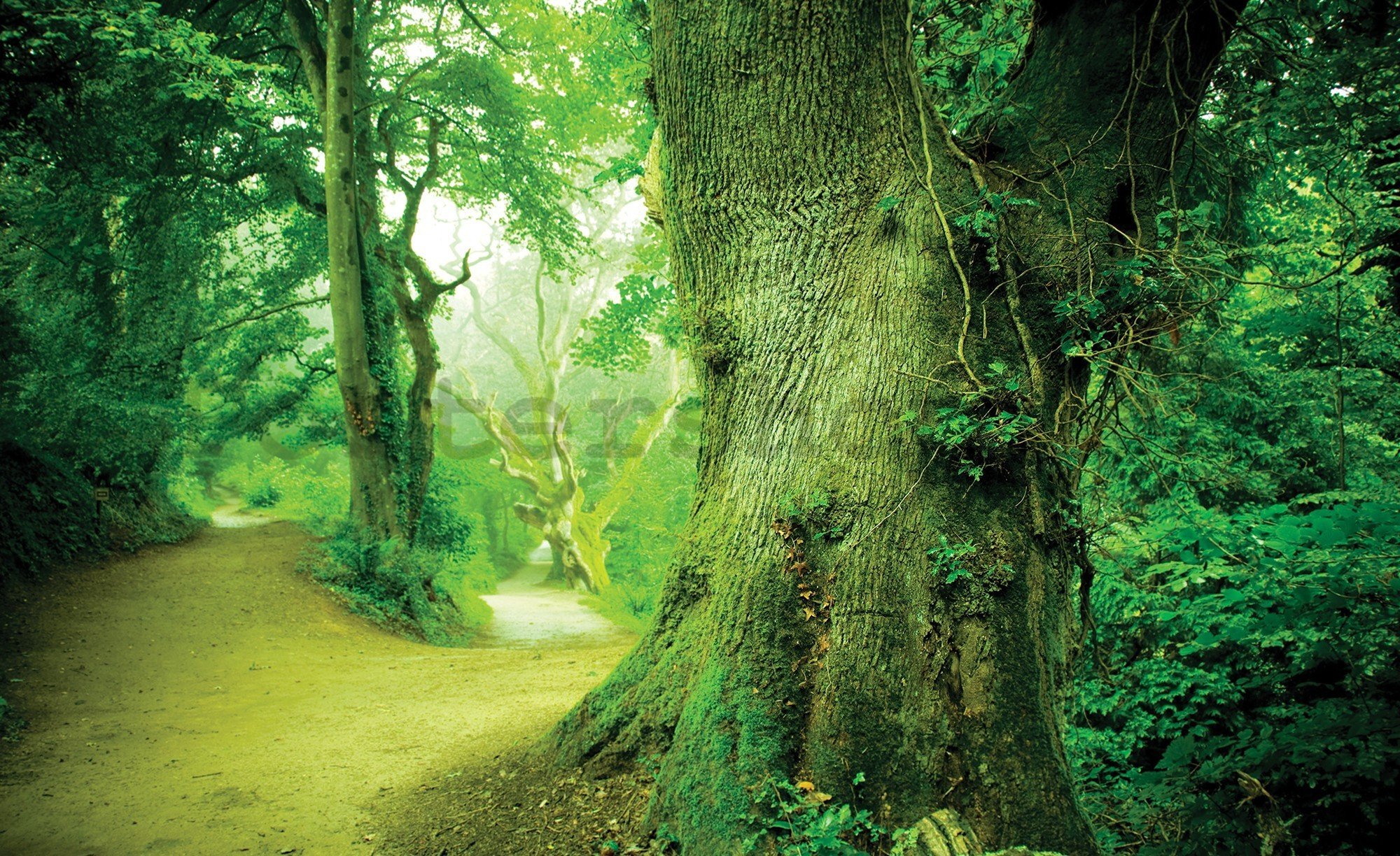Fototapeta vliesová: Kouzelný les - 416x254 cm