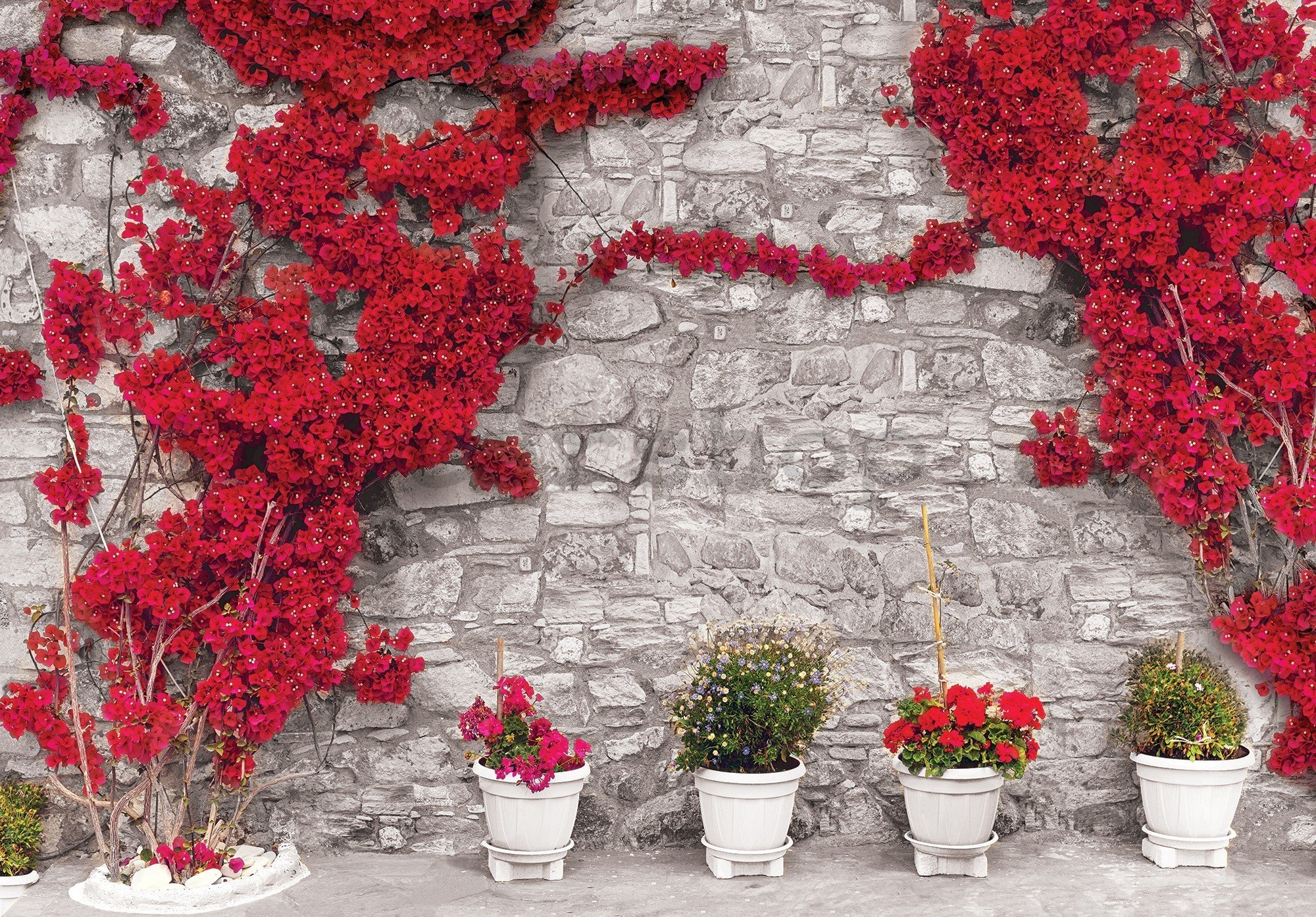 Fototapeta vliesová: Červená květinová zeď - 416x254 cm