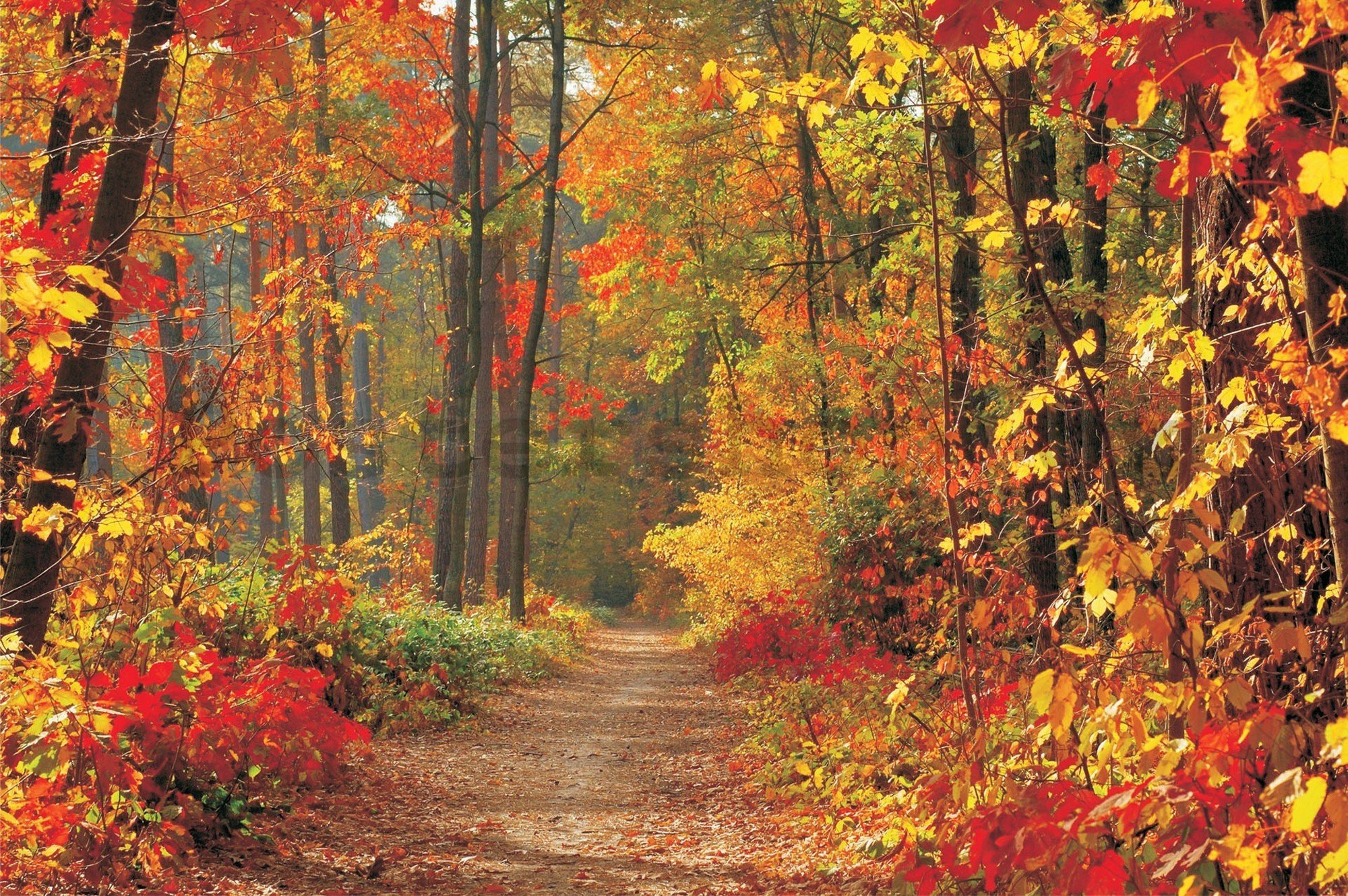 Fototapeta vliesová: Podzimní les - 416x254 cm