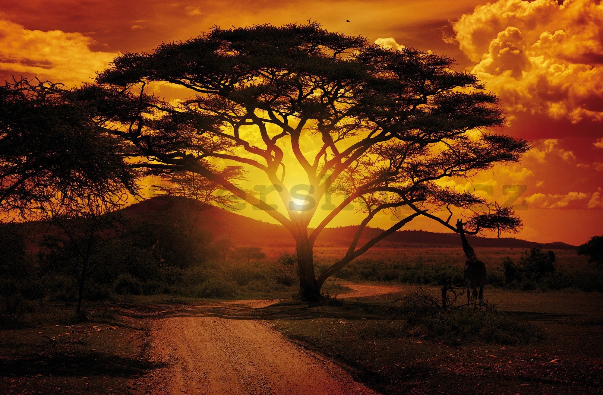 Fototapeta vliesová: Africký západ slunce - 416x254 cm