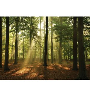 Fototapeta vliesová: Slunce v lese (4) - 416x254 cm