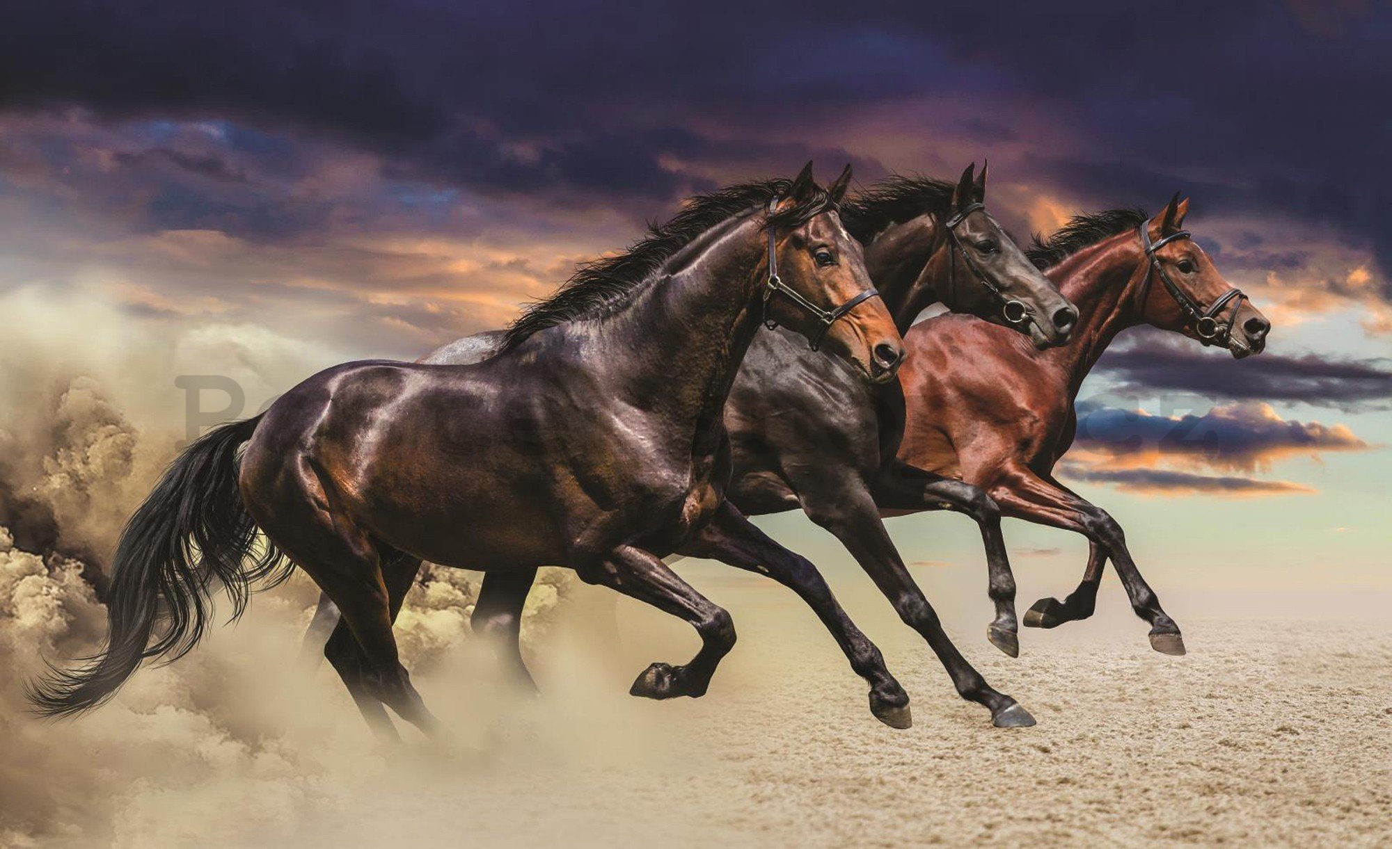 Fototapeta vliesová: Cvalájící koně - 416x254 cm