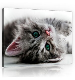 Obraz na plátně: Kočka - 75x100 cm