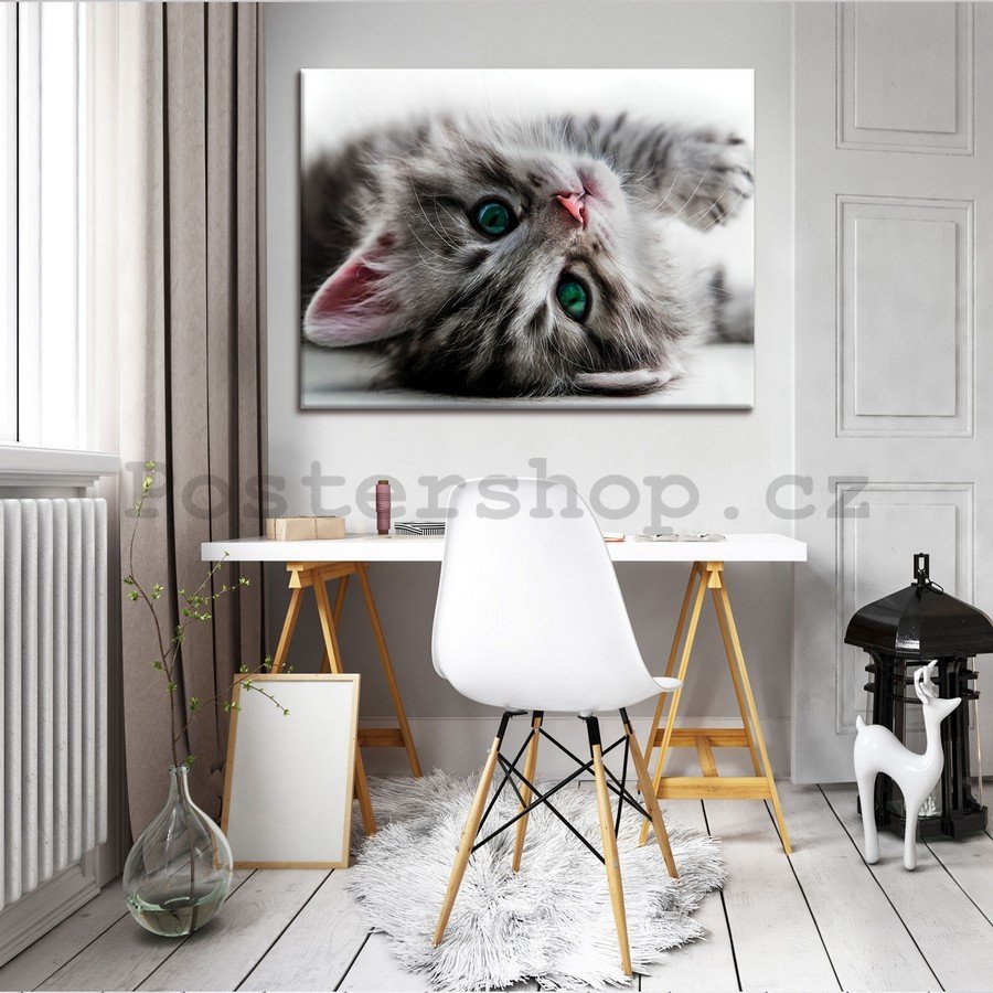 Obraz na plátně: Kočka - 75x100 cm