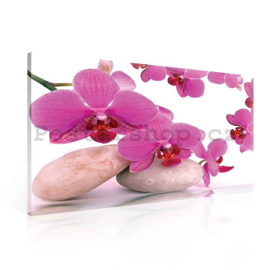 Obraz na plátně: Orchidej a kameny - 75x100 cm