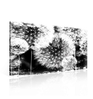 Obraz na plátně: Pampelišky (černobílé) - 75x100 cm