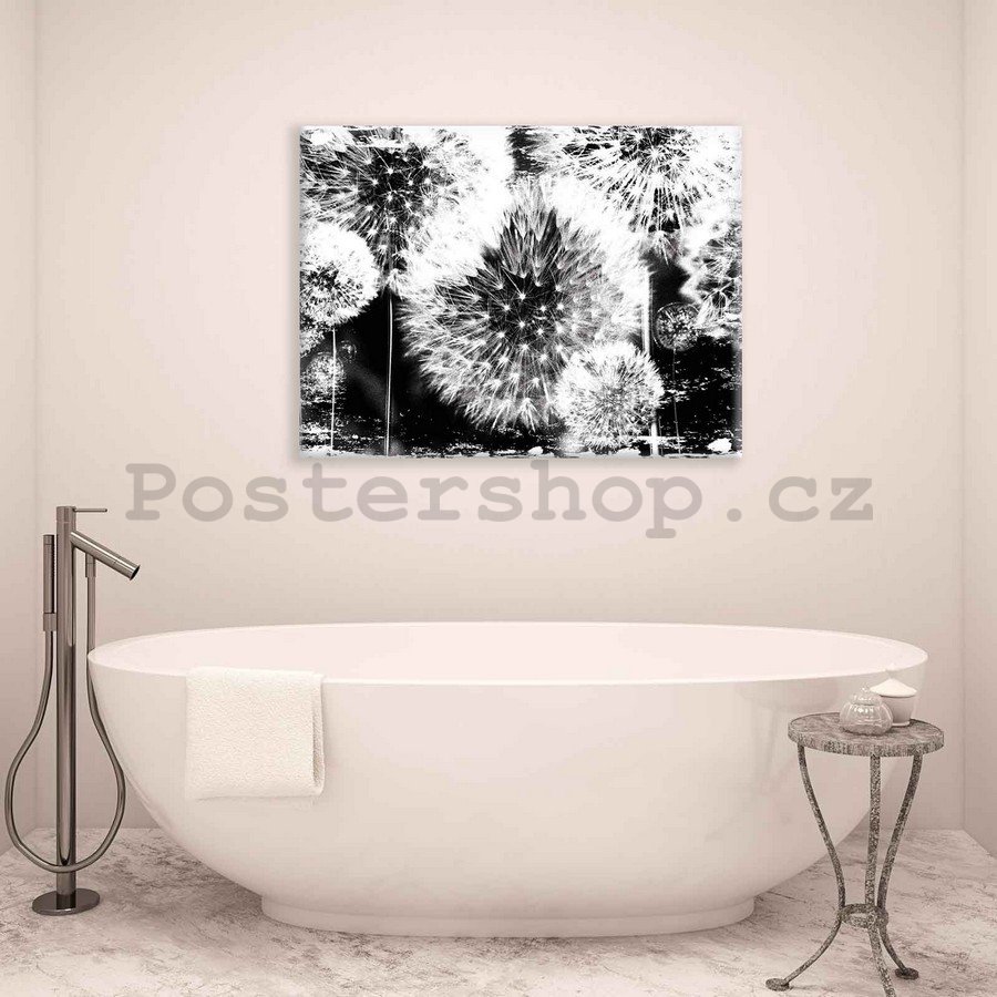 Obraz na plátně: Pampelišky (černobílé) - 75x100 cm