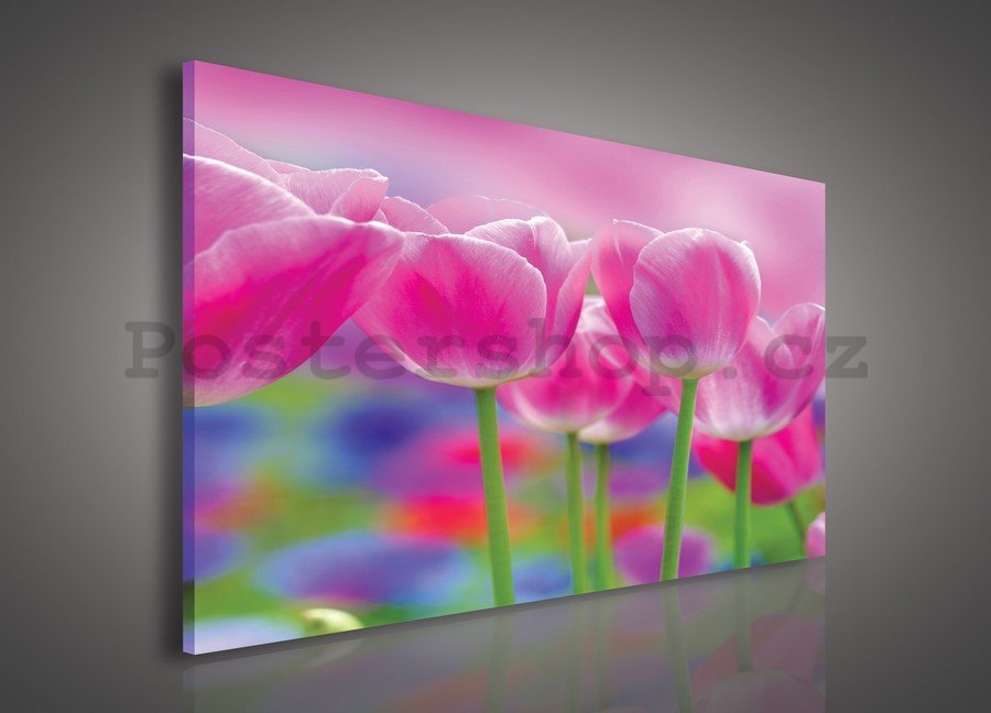 Obraz na plátně: Fialové tulipány - 75x100 cm