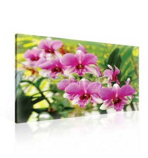 Obraz na plátně: Orchidej (3) - 75x100 cm