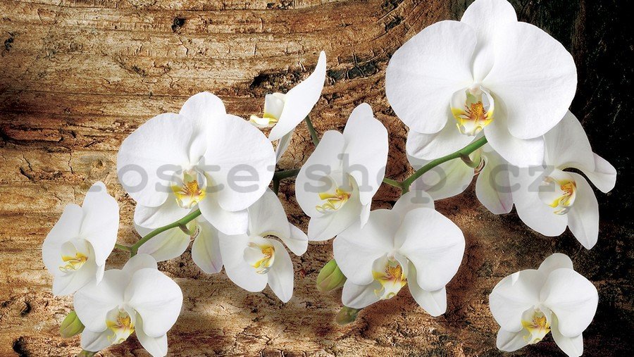 Obraz na plátně: Orchideje na dřevě - 75x100 cm