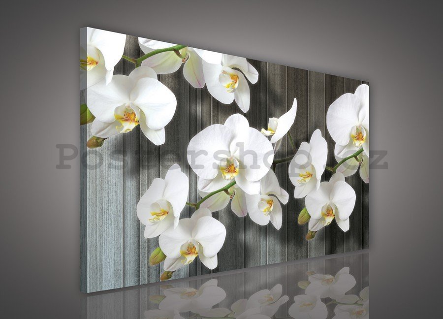 Obraz na plátně: Bílé orchideje (3) - 75x100 cm