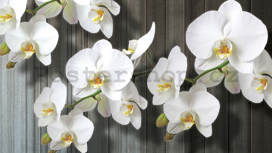 Obraz na plátně: Bílé orchideje (3) - 75x100 cm